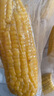 当季新货头茬东北黄甜糯玉米棒真空包装低脂黄糯大棒甜东北黏苞米 黄糯玉米【120-160克】6根 实拍图