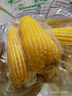 十月稻田 黄糯玉米 3.52斤(220g*8根)  杂粮粗粮 东北玉米 低脂早餐 新米 实拍图