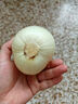 新鲜黄洋葱黄金水果洋葱即食蔬菜调料烧烤食材 新鲜黄洋葱 500g 含箱 实拍图