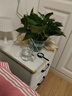 双盟绿萝盆栽除甲醛花卉绿植办公室新房净化空气180加仑4盆装源头直发 实拍图