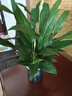 【热销款】白掌一帆风顺盆栽水培植物室内花绿植红掌发财树吸甲醛 【店主推荐】特级白掌6-8株带花+早安盆+营养液 实拍图