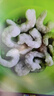 弹指鲜生 活剥青虾仁冷冻大号翡翠白虾仁虾类手工去虾线 特大虾仁 4斤(净重)  约30-40粒/斤 实拍图