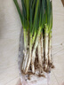 正宗山东铁杆大葱 新鲜甜葱特级 新鲜蔬菜葱蘸酱 带皮精选大葱 山东铁杆大葱 5斤 【带皮去半叶】 实拍图