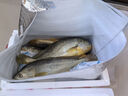 鸿顺【冰鲜】黄花鱼4条4斤 生鲜鱼类 宁德大黄鱼 地标产品 源头直发 实拍图