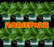 双盟绿萝盆栽除甲醛花卉绿植办公室180款加仑托盘盆8盆装源头直发 实拍图