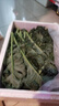 羽衣甘蓝新鲜生鲜蔬菜嫩叶甘兰芥蓝西餐沙拉榨汁减肥减脂 羽衣甘蓝轻食3斤装 实拍图