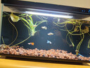 米家（MIJIA）小米米家智能生态鱼缸还原自然生态补仓一次三月无忧出差旅行必备 实拍图