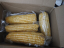 京鲜生 东北黄玉米净重3.6斤 8根*220g+ 真空包装加热即食 源头直发 实拍图