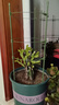 九千谷植物攀爬架包钢管花架蔷薇月季葡萄固定支撑防倒固定架60cm4634 实拍图