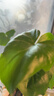 行湘水培绿植粉掌盆栽花卉水养鲜花好养活 粉掌2株【不含盆】源头直发 实拍图