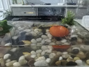 派乐特 鱼缸造景石头水族箱龟缸多肉底砂雨花石热敷鹅卵石子2kg 实拍图
