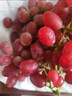 京愿【顺丰速运】山西克伦生红提新鲜脆甜提子克瑞森葡萄新鲜水果生鲜 【果农优选】净重4斤装 实拍图