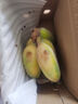 正宗苹果蕉广西香蕉自然熟新鲜水果奶蕉粉蕉小米芭蕉鹏贸 净重1斤 实拍图