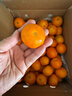 京鲜生 金秋砂糖橘/砂糖桔 5斤 生鲜水果礼盒  实拍图