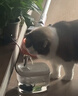 HELLOJOY猫咪饮水机自动循环喂水器猫喝水流动防干烧宠物饮水器自助喝水器 实拍图