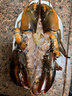 鲜京采 鲜活波士顿龙虾 净重450-550g/只 保鲜不保活 生鲜海鲜 源头直发 实拍图