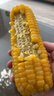 京鲜生东北黄玉米棒200g×8棒25年新玉米 真空黏玉米 多种包装 源头直发 实拍图