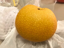 京鲜生 青青大地莱阳羊脂秋月梨 净重4.5斤 6-8粒 生鲜水果 礼盒装 实拍图