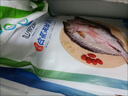 仙泉湖三去白蕉海鲈鱼1斤/条净膛冷冻刺少肉厚珠海特产500g生鲜食材 实拍图