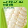 十月稻田 白甜糯玉米 8根 4.16斤 东北鲜黏玉米棒 低脂早餐苞米 杂粮礼盒  实拍图