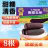 十月稻田 黑糯玉米 3.52斤（220g*8根）东北紫玉米 早餐零食 低脂饱腹 实拍图