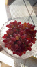 京鲜生 克伦森无籽红提 净重4斤装葡萄/提子 克伦生 源头直发 实拍图