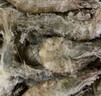 卖鱼郎先生青岛盐冻大虾净重3斤 15-20只/斤 白虾大虾基围虾生鲜 虾类 实拍图
