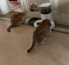 霍曼（Homerun）宠物智能自动喂食器猫粮狗粮定时猫咪自动投食机陶瓷双碗增高版 实拍图