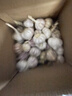 大蒜头出口品质网兜紫蒜蔬菜调料新鲜大果烧烤火锅食材 【精品网兜装】5头装 150g 实拍图