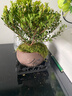 开时果 小叶赤楠盆景摆件 办公室桌面绿植花卉好养盆栽植物源头直发包邮 【推荐款】舍得紫砂盆+苔藓+底座 实拍图