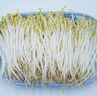 【粤菜鲜】绿豆芽300g 实拍图