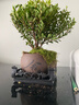 开时果 小叶赤楠盆景摆件 办公室桌面绿植花卉好养盆栽植物源头直发包邮 【推荐款】舍得紫砂盆+苔藓+底座 实拍图