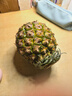 正宗海南金钻凤梨新鲜水果当季树上熟芒果凤梨【催熟食用】 1粒装单果500g-650g【7成熟，催熟再吃】 实拍图