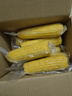 京鲜生 东北黄玉米净重3.6斤 8根*220g+ 真空包装加热即食 源头直发 实拍图