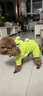 阿莫尔猫咪衣服牵引恐龙秋冬款防掉毛布偶英短小猫宠物狗狗冬季保暖服装 超萌恐龙 M【建议5-8斤】 实拍图