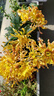 菊花盆栽特大苗带花苞国华四季菊祭鲜花九月菊绣球大花耐寒绿植物 【大花丝菊】金凤凰-带花苞发 原盆原土 实拍图