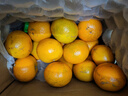 广西沃柑10斤新鲜纯甜橘子当季时令水果桔子柑橘应季整箱水果 5斤装（70mm+精选特大果） 实拍图