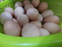 京鲜生【每日鲜蛋】无抗谷物鲜鸡蛋15枚/盒 1.5斤 源头直发 实拍图