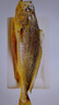 黄小渔宁德三去黄花鱼800g/条净重 大黄鱼生鲜 鱼类海鱼 海鲜水产 实拍图