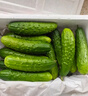 京鲜生 山东童年旱黄瓜 净重5斤 单果100g+ 水果小青瓜 轻食 源头直发 实拍图
