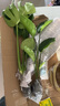 种花迷水培天堂鸟盆栽花卉植物室内客厅绿植面鹤望兰吸甲醛四季好养活 精品水培天堂鸟50-60厘米2棵【不含瓶】 实拍图