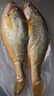 海名威 冷冻黄花鱼700g/2条 宁德大黄鱼地标 海鲜水产 生鲜鱼类 海鱼 实拍图