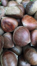 丹东板栗新鲜当季东北特产野生锥栗大果甜糯毛栗子现摘整箱包邮 单果22mm+ 5斤 实拍图