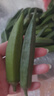 格沃斯（GEWOSI）秋葵鲜新羊角豆新货应季鲜秋葵现摘新鲜黄秋葵 0g 早上采摘下午发 优选3伒【嫩果】剩29箱 实拍图