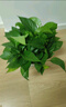 双盟 绿萝盆栽除甲醛花卉绿植办公室新房净化空气110款10盆装源头直发 实拍图