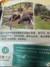 龙大肉食 国产黑猪肋排4斤（不含脊骨） 免切排骨猪肋骨含软骨 黑猪肉生鲜 实拍图