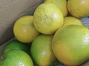 京鲜生 云南哀牢山冰糖橙/橙子 净重9斤 单果170-260g 生鲜水果礼盒 实拍图