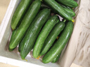 山东寿光水果黄瓜生吃脆新鲜荷兰青瓜当季无刺小黄瓜源头直发 精品水果黄瓜净重 4.5斤 实拍图