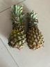 广东徐闻香水菠萝新鲜水果生鲜热带孕妇水果整箱包邮 【限时低价】1个装  单果650g起 实拍图