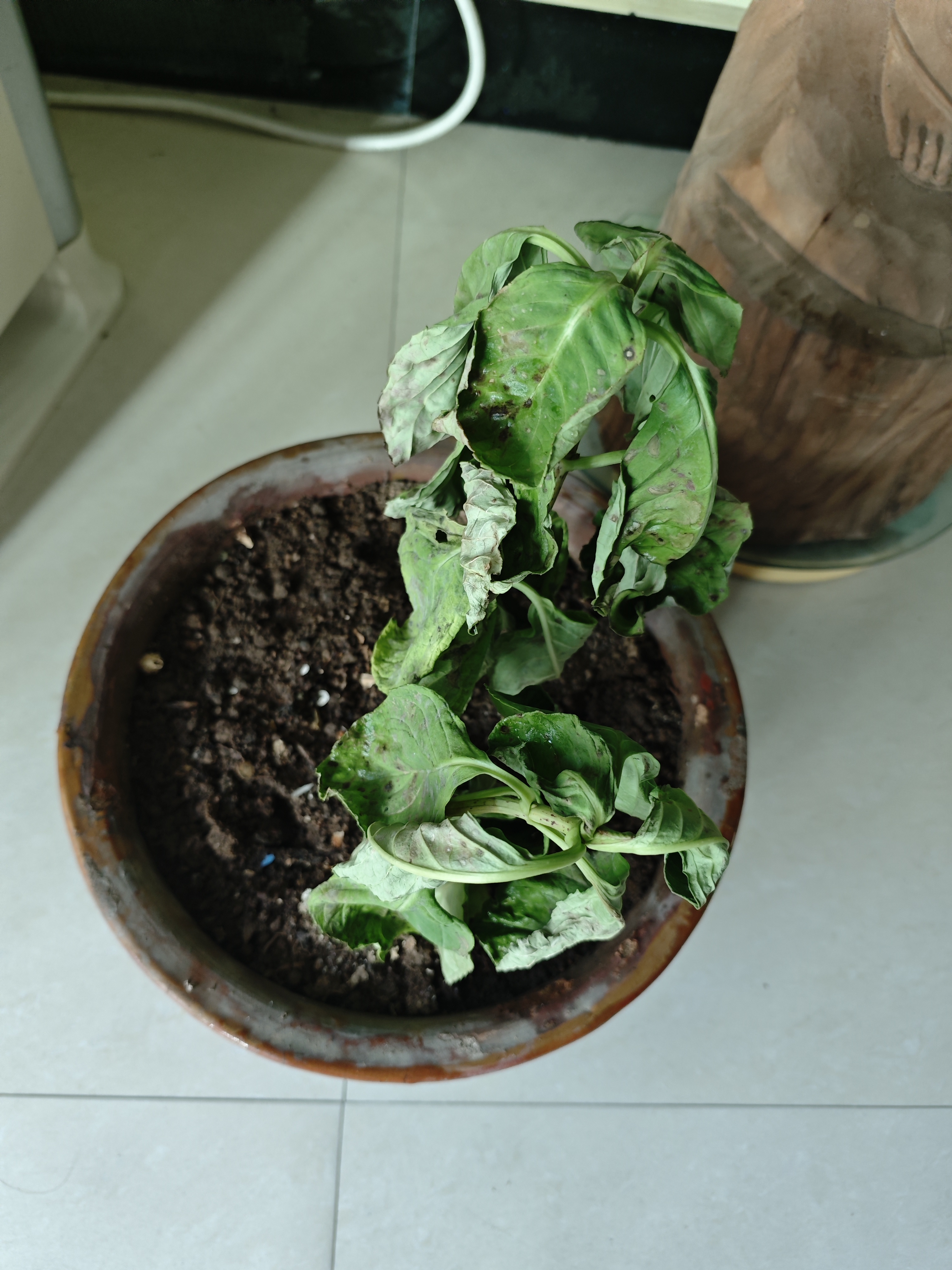 绣球花苗无尽夏带花苞四季开花绣球花盆栽庭院好养花卉植物室内花 烈焰【大花绣球-可调色】 中苗【当年开花】原盆宽15cm高30cm冠25cm 实拍图
